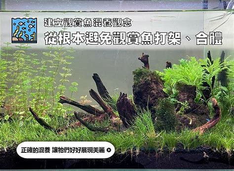 鱘龍魚可以混養嗎|千萬別亂買！建立觀賞魚混養觀念｜水族箱姊弟－水族 